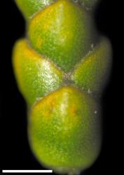 Veronica ochracea. Close-up of leaves showing obscure nodal joint. Scale = 1 mm.
 Image: W.M. Malcolm © Te Papa CC-BY-NC 3.0 NZ